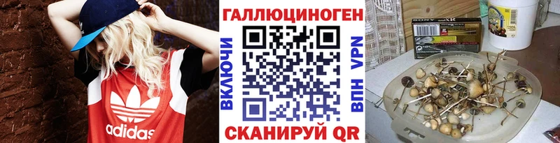 Галлюциногенные грибы Psilocybine cubensis  Куровское 